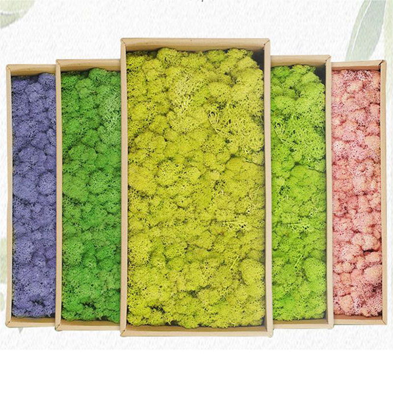 Sphagnum Moss Dry - 인공 녹색 식물 영원한 생명 이끼